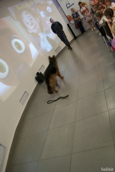 Фото к Проект «ФИКСИруй опыт»: владимирские школьники научились понимать «язык» служебных собак