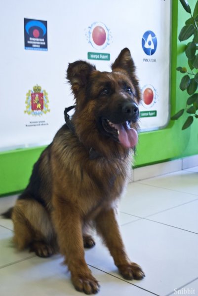 Фото к Проект «ФИКСИруй опыт»: владимирские школьники научились понимать «язык» служебных собак