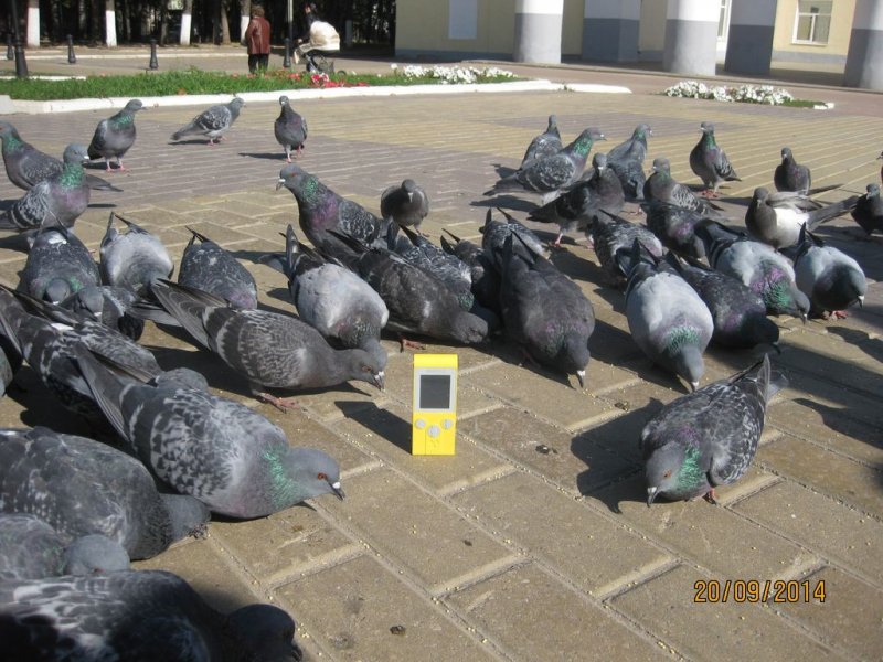 Фото к Участники «Атомного велопробега» в 12 российских городах убедились: радиация в норме