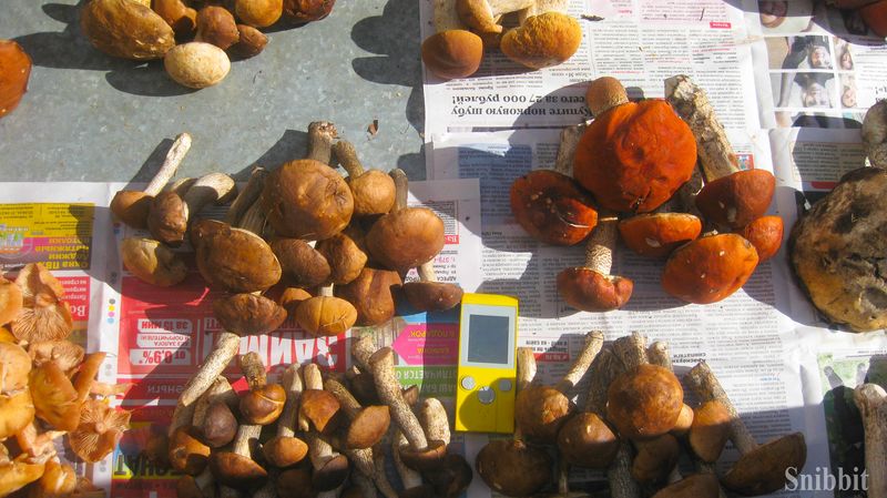 Фото к Атомный велопробег во Владимире: уровень радиации в норме